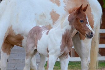 American Paint Horse PRIPÚŠŤANIE bay roan žrebcom - 8