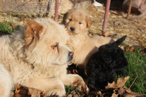 chow chow-cau cau x pudel-posledna fenka(cierna) - 8