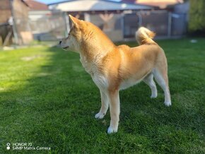 Shiba inu fenka s PP - 8