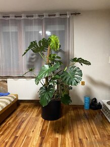 Monstera 180cm - 8