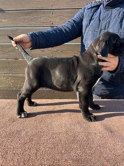 Cane Corso - šteniatka - 8