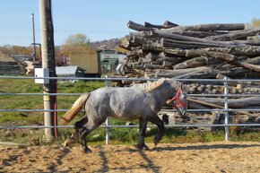 Predám ťažného koňa - Percheron - 8