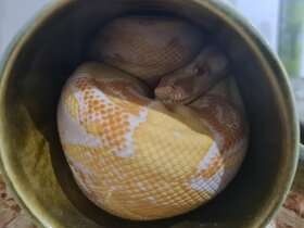 Had Boa constrictor, Veľhad kráľovský samec Sharp albino - 8