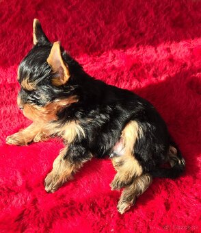 YORKSHIRE TERRIER S PP - 8