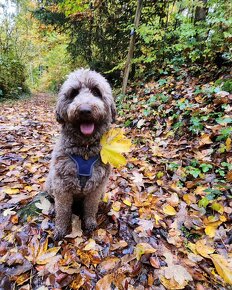 Goldendoodle F1b - 8