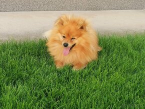 Oranzovy spic-pomeranian - 8