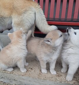 Šteniatka na predaj. Husky ×akita inu - 8