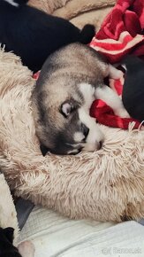 Predám čistokrvných Sibírsky Husky psíkov - 8