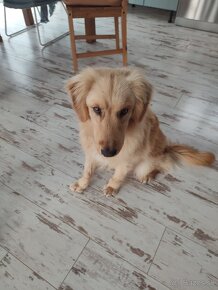 Zlatý Retriever ( kríženec ) - 10 mesačné šteňa. - 8