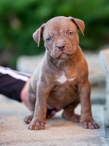 American bully xl - 8