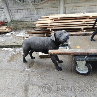 Stafordšírský bulteriér bullterrier cerna fenka - 8