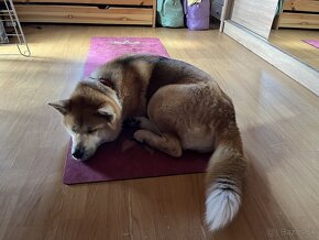 7 šteniatok Akita Inu na predaj – K odberu hneď - 8