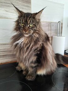 MAINE COON - Mainská mývalia s PP - 8