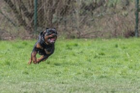 Rottweiler šteniatka, rtw, rotwajler, rotty, rotvajler, rot - 8