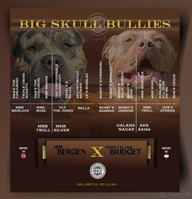 American Bully XL - 8