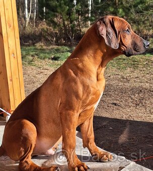 Rhodesian Ridgeback - 8