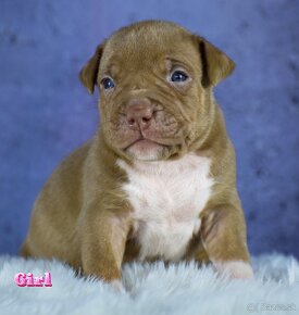 American bully Xl - 8