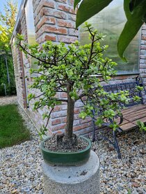 Sukulentný bonsaj - Portulacaria s bonsaj miskou - 8