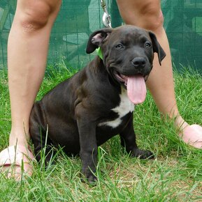 Štěňata American Bully Xl - XXL Bloodline DDK9 - 8