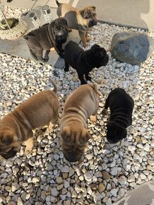 Shar-pei , šarpej,sharpej,sarpej,sarpei šteniatká - 8