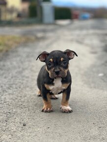 American Bully Classic/ standart - 8