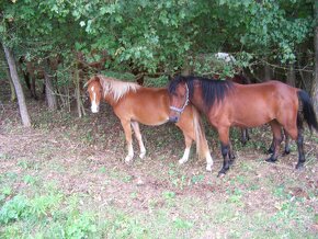 Welsh Pony A/SŠP - 8