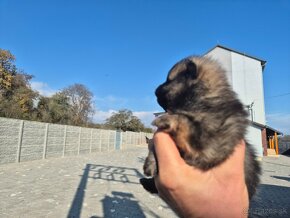 Trpsliči špic pomeranian - 8