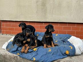 Šteniatka Doberman - 8