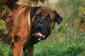 boerboel,  búrský buldok -jihoafrický mastif -feny - 8