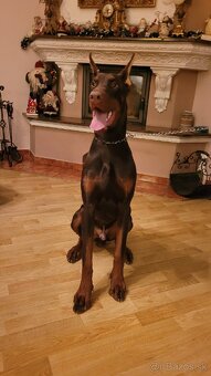 DOBERMAN S FCI P.P - 8