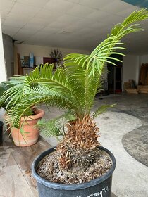 Cycas Revoluta - 8