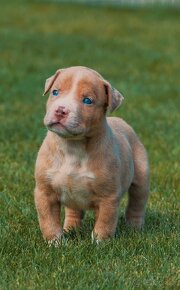 American bully xl, pitbull xxl - 8