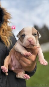 American Bully - 8