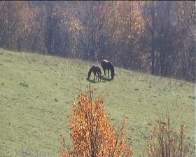 Predam "Nálezisko zlata" alebo vymením. - 8