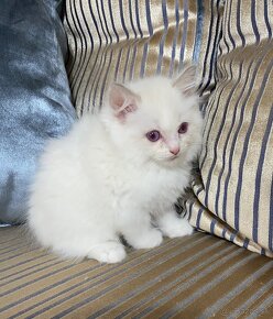 Ragdoll Lilac Bicolor kocúr - 8