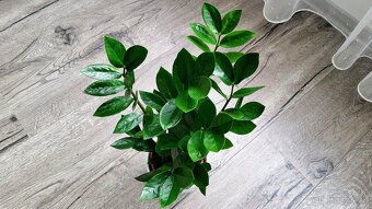 Zamiokulkas Zamioculcas (tmavo zelený) - 8