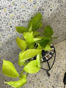 Epipremnum Golden Pothos - 8