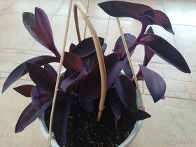 Tradescantia purple hearts 1ks/2,50€+posta - 8