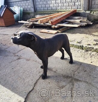 Stafordšírský bulteriér bullterrier modry psik - 8