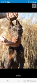 DOBERMAN ŠTENIATKA S FCI P.P. - 8