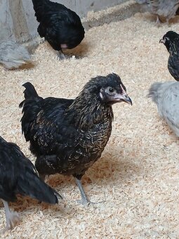 Ameraucana čierna, levanduľová Araucana kuriatka - 8