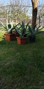 Kaktus AGAVE - 8