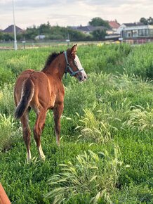 Ponúkam chovnú kobylu QH - 8