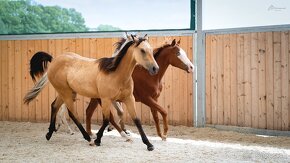 Dvouletá buckskin Quarter Horse klisna, nominace na Futurity - 8