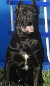 Cane Corso s PP - 8