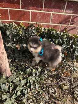 Pomsky / Pomeranian / Husky - 8