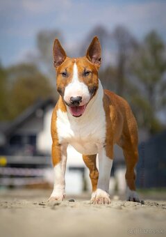 Mini bulterier / Miniature Bullterrier - rezervácia - 8