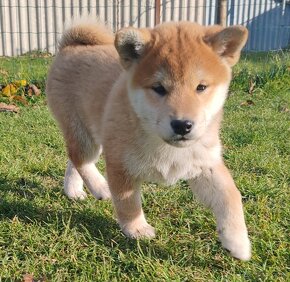 Shiba inu psýk s PP - 8