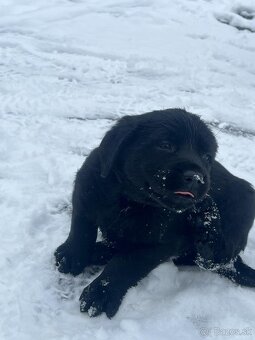 Šteniatka labradorského retrievera na predaj - 8