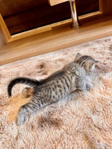 Škótska klapouchá mačka, scottish fold/straight s PP - 8